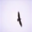 CIFAR-10 test image 4546: bird misclassified as airplane