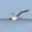 CIFAR-10 test image 7112: bird misclassified as airplane